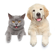 托运宠物App软件 v3.34安卓版