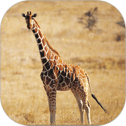 动物世界全集高清版 v6.2.2 安卓版
