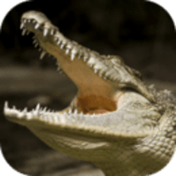 终极鳄鱼模拟器中文版 v2.1 安卓版