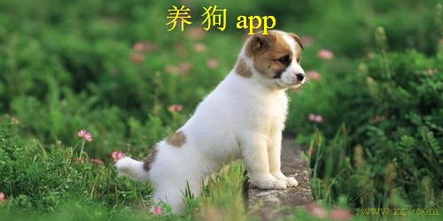 养狗app