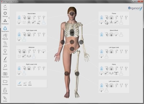 3d organon anatomy电脑版(3d人体解剖学软件)v3.0.0 官方版(1)