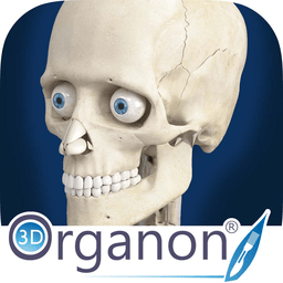 3d organon anatomy电脑版(3d人体解剖学软件) v3.0.0 官方版