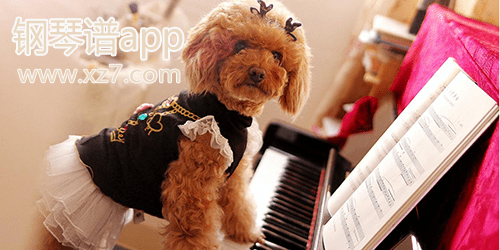 钢琴谱app