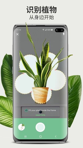 blossom植物识别app(3)