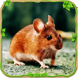 野生老鼠模拟器中文版 v1.0 安卓版
