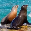 海獅模擬器