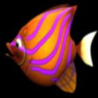 m木糖m大魚吃小魚