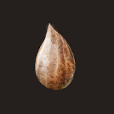 开局一个种子 v0.60