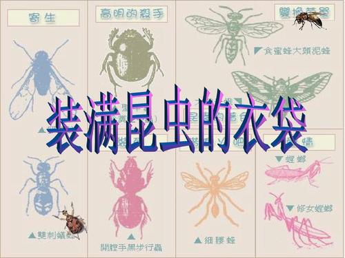 装满昆虫的衣袋教案