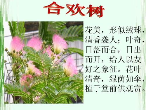 史铁生合欢树课件ppt