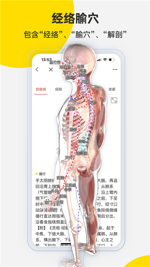 3dbody解剖圖(5)