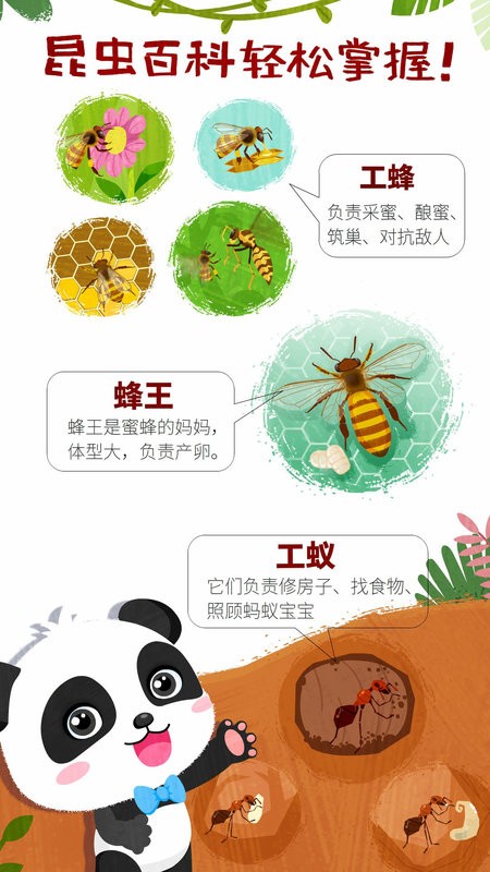 寶寶巴士奇妙昆蟲世界(3)