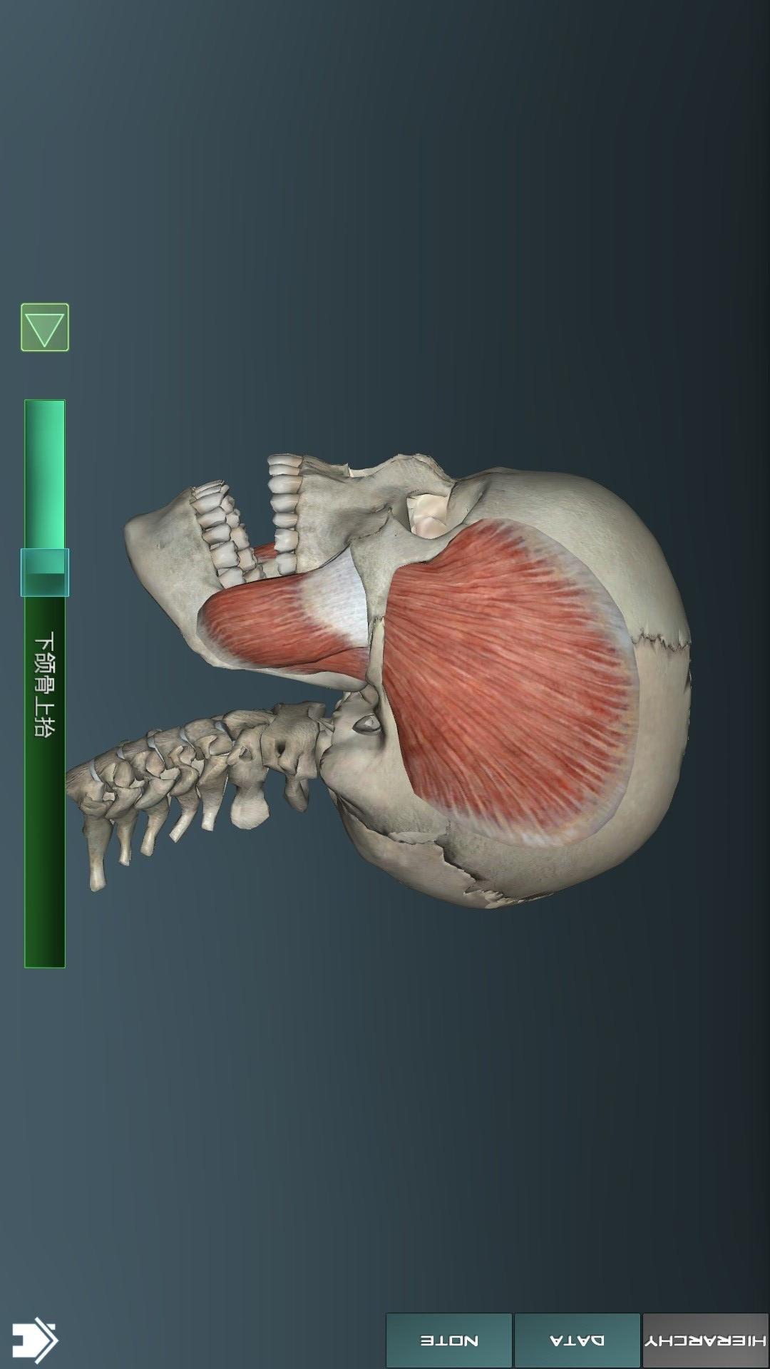 3D人体解剖学图集app(1)
