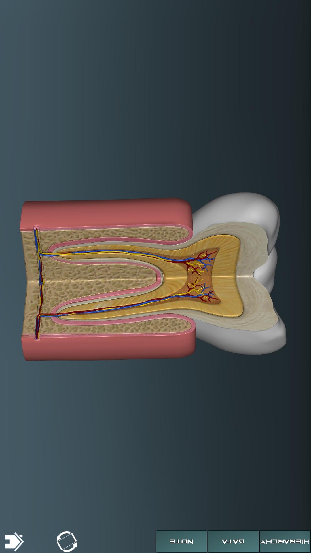 3D人体解剖学图集app(4)