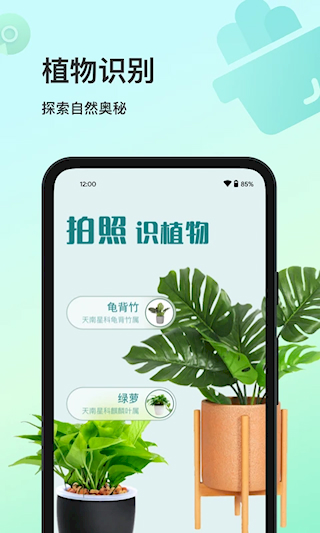 花卉识别(3)