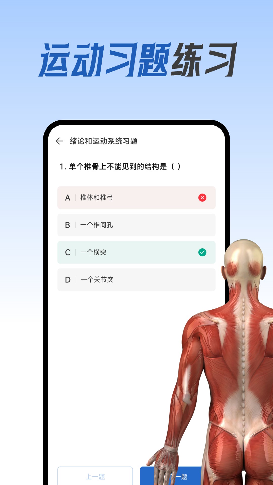 人體解剖圖集(3)
