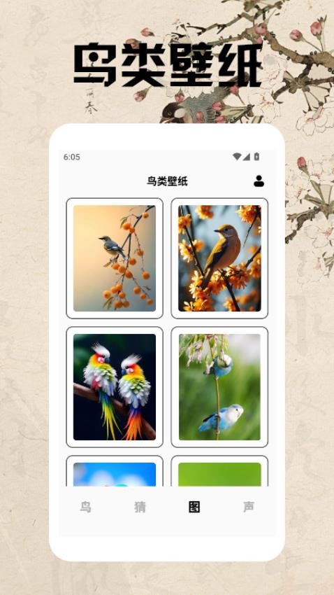 孤独的鸟类大全(4)