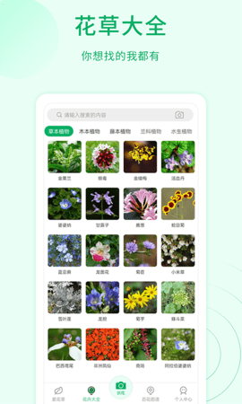 花草识别(4)